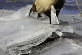 HGdunkel_10.jpg